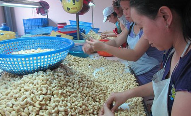 Nông dân trồng điều điêu đứng dù... được giá Điều mất mùa, giá tăng cao nên nông dân gần như mất trắng.
