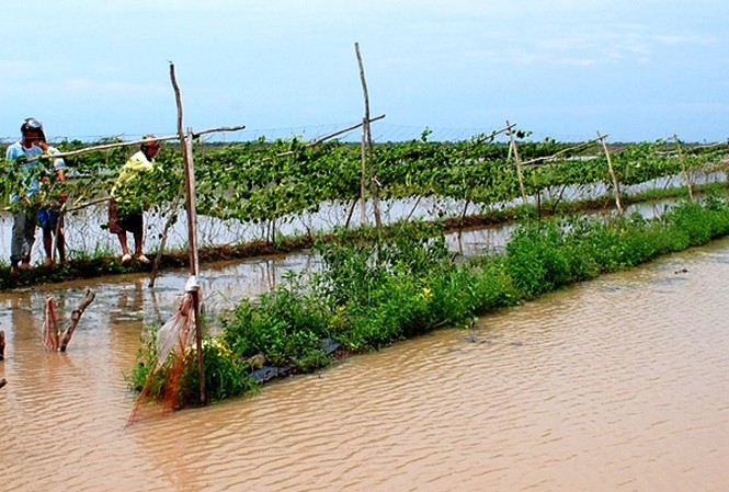 Ngập úng trên diện rộng tại Cà Mau Hoa màu ngập úng chết hàng loạt.