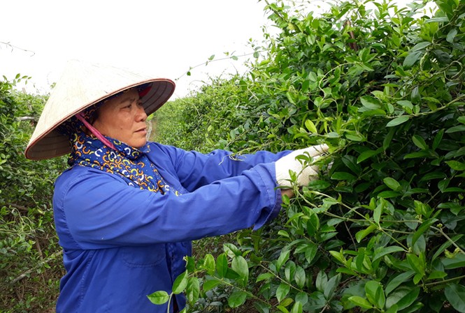 Công bố Quốc tế về 9 chất mới điều trị tiểu đường từ dây thìa canh Công bố Quốc tế về 9 chất mới điều trị tiểu đường từ dây thìa canh