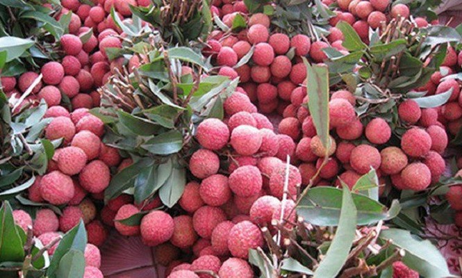 Vải Trung Quốc vào mùa thu hoạch, Bộ Công Thương cảnh báo Theo Bộ Công Thương, giá vải nội địa thị trường Trung Quốc thường sẽ giảm so với các thời điểm trước đó do quả vải cuối vụ có chất lượng không bằng.