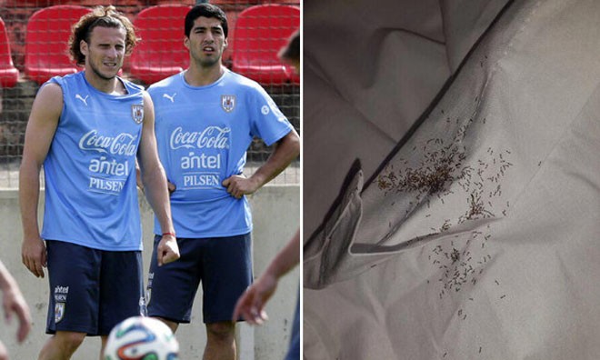 Dính trùng độc, Uruguay tố người Anh dùng kế bẩn Người Anh đã cố tình hãm hại Luis Suarez và Diego Forlan?