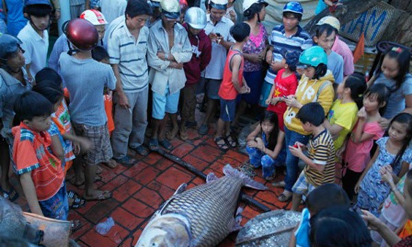 Cào lưới trên sông, ngư dân bắt được cá hô 'khổng lồ' Cào lưới trên sông, ngư dân bắt được cá hô 'khổng lồ'