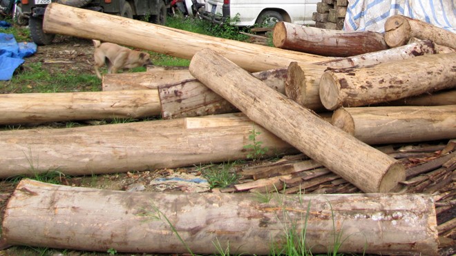 Hơn 1 tấn gỗ trắc lậu trên xe khách từ Lào về Việt Nam Ảnh minh họa một vụ bắt gỗ lậu. Ảnh: Tuấn Nguyễn