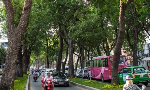 TPHCM di dời 14 cây xanh trên đường Tôn Đức Thắng để xây metro TPHCM di dời 14 cây xanh trên đường Tôn Đức Thắng để xây metro