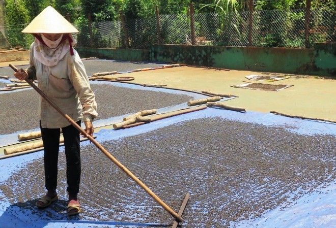 Người trồng “khóc ròng” vì giá hồ tiêu giảm mạnh Người dân Bình Phước thu hoạch tiêu