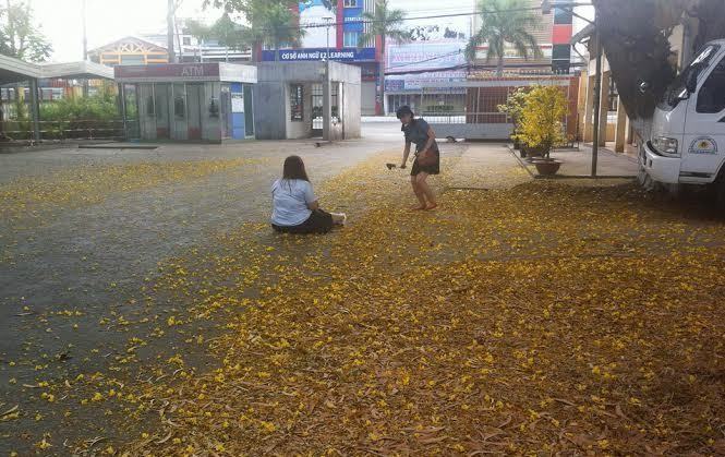 Mồng 4 Tết, Cần Thơ vàng rực lá hoa rơi Cổng trường đại học Cần Thơ.