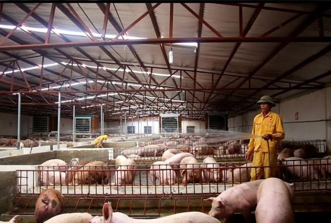 Đề cử trên 120 quy định tồi, cản trở doanh nghiệp Quy định nước thải từ trang trại công nghiệp (10.000 con lợn trở lên), phải đạt loại A, tức là nước người có thể uống được (thông tư 47 của Bộ TN&MT), khiến nhiều doanh nghiệp, người dân phản ứng. Ảnh: Nam Khánh
