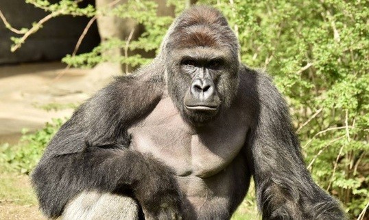 Nhân viên sở thú bắn chết khỉ đột cứu bé trai 3 tuổi Con khỉ đột có tên Harambe (Ảnh: Sở thú Cincinnati)