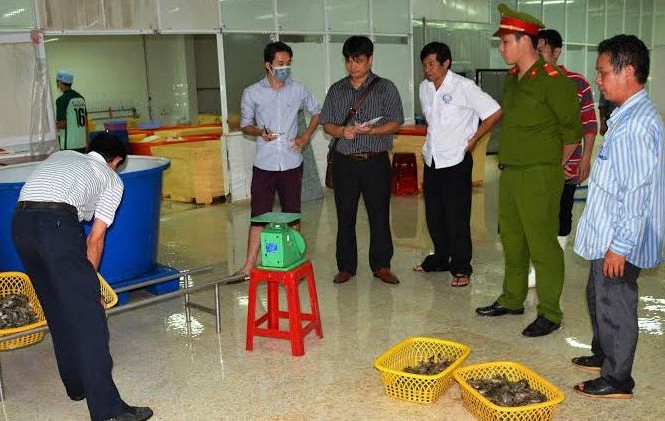 Đột kích xưởng sản xuất, phát hiện 70 kg tôm bơm tạp chất Lực lượng chức năng kiểm tra.