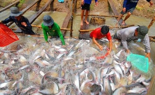 Giá cá tra có xu hướng tăng trở lại Giá cá tra nguyên liệu đang có dấu hiệu tăng trở lại