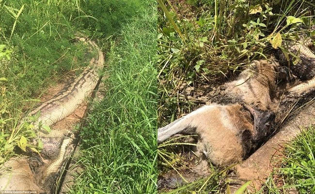 Kinh hãi cảnh trăn dài 6m chết nghẹn vì nuốt chửng chuột túi Kinh hãi cảnh trăn dài 6m chết nghẹn vì nuốt chửng chuột túi