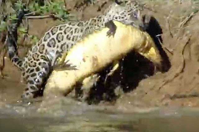 Báo đốm lặn xuống sông đoạt mạng cá sấu Caiman Báo đốm giết chết cá sấu Caiman.