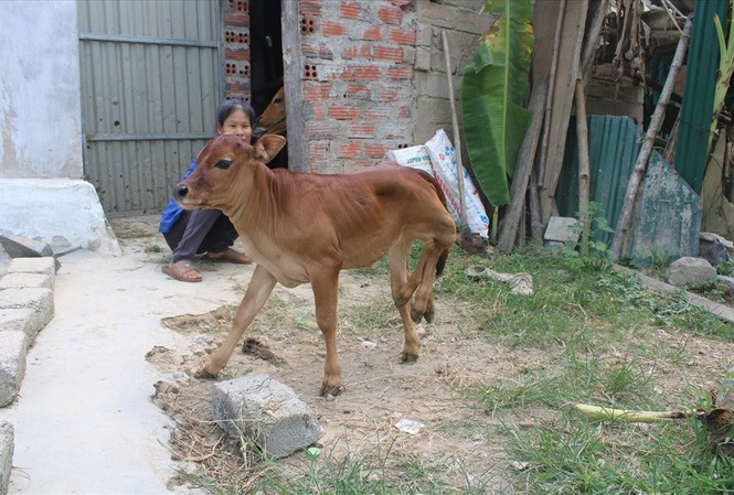 Người dân đổ xô đến xem bò cái sinh ra bê 6 chân ở Hà Tĩnh Con bê có 6 chân ở Hà Tĩnh.