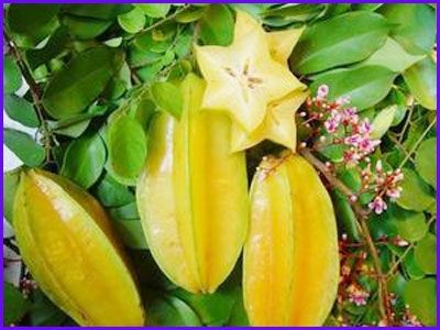 Quả khế chữa nhiều bệnh Quả khế chữa nhiều bệnh