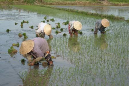 Không cấy lúa khi trời lạnh Không cấy lúa khi trời lạnh