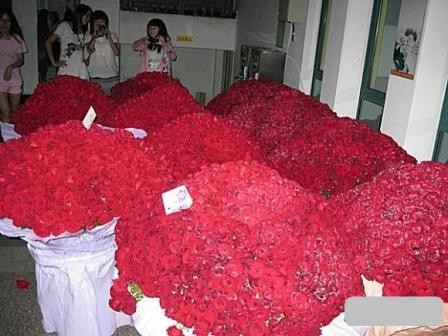 Nữ sinh được tặng 10.000 bông hồng đỏ cho ngày Valentine Nữ sinh được tặng 10.000 bông hồng đỏ cho ngày Valentine