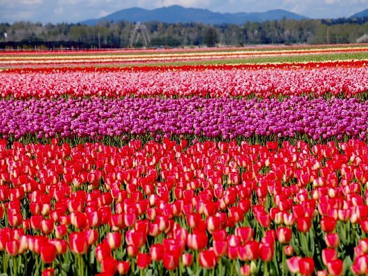 Những sắc màu đam mê của hoa tulip Những sắc màu đam mê của hoa tulip