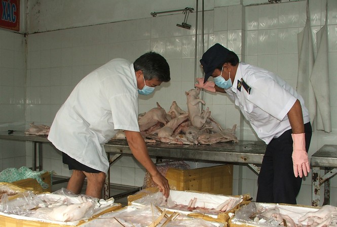 Tứ bề thịt bẩn, gia cầm lậu Thịt bẩn tiềm ẩn mối nguy hại cho sức khỏe vẫn hằng ngày tuồn vào TPHCM Ảnh: L.N
