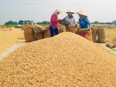 Năm 2011, xuất khẩu ít nhất 6 triệu tấn gạo Năm 2011, xuất khẩu ít nhất 6 triệu tấn gạo