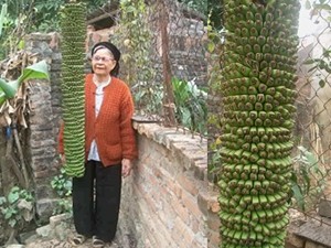 Kỳ lạ cây chuối cho ra 200 nải ở Bắc Ninh Kỳ lạ cây chuối cho ra 200 nải ở Bắc Ninh