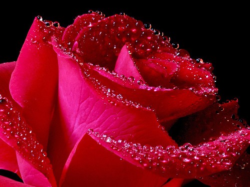 Valentine và ý nghĩa các loài hoa Valentine và ý nghĩa các loài hoa
