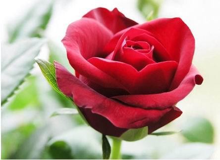 Giới trẻ thể hiện xúc cảm ngày Vu lan Giới trẻ thể hiện xúc cảm ngày Vu lan