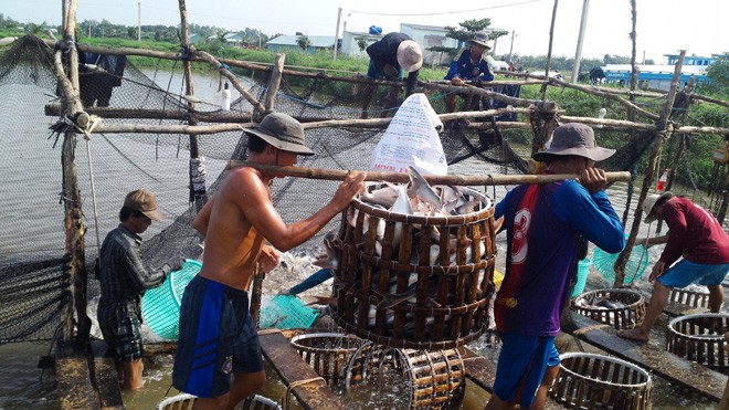 Xuất khẩu thủy sản: Mục tiêu 7,4 tỷ USD và ẩn số thị trường Nguồn nguyên liệu cá tra đang thiếu hụt nghiêm trọng, dù nhu cầu thị trường lớn. Ảnh: Bình Phương.