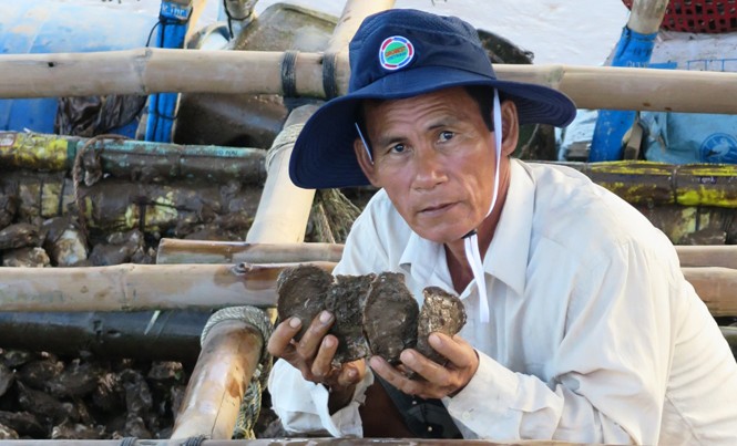 Nuôi hàu nơi chót mũi Cà Mau Hàu giống tự nhiên cho chất lượng cao.