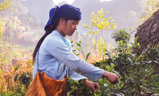 Săn đại lão trà trên đỉnh Tây Côn Lĩnh Những sơn nữ cheo leo trên những ngọn cây cổ thụ để hái chè.