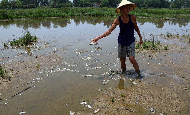 Vịt, cá chết trắng đồng bên nhà máy: Dân phản ánh là quyền của họ! Những ngày qua, cá tại bàu Lệ Sơn tiếp tục chết, nổi trắng ruộng.