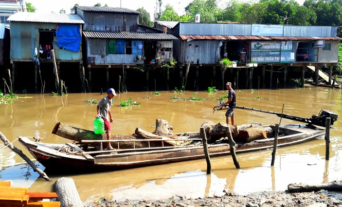 Xuồng ba lá vang bóng một thời Ghe chở gỗ sao để đóng ghe vừa cập bến xưởng.