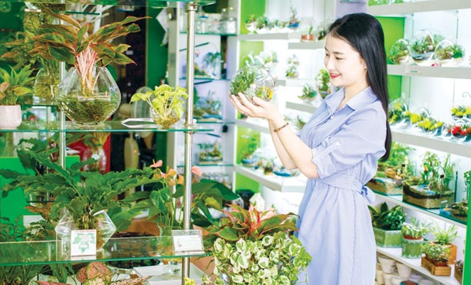 “Làm vườn” trong bình thủy tinh Giới trẻ thích thú với thú chơi mới.