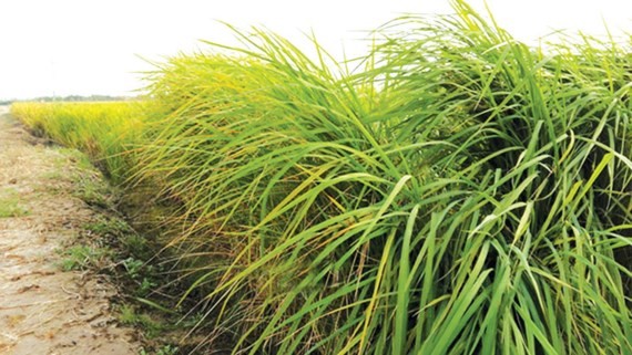 Trung Quốc: Đột phá trong trồng lúa nước mặn