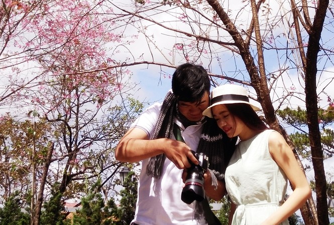 Mai anh đào xuất xứ ở đâu mà bất ngờ nở rực hồng phố núi Đà Lạt Mai anh đào xuất xứ ở đâu mà bất ngờ nở rực hồng phố núi Đà Lạt