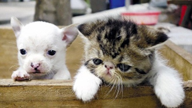 Lạ lùng mèo đẻ ra chó ở Trung Quốc Con vật giống hệt chó Chihuahua. Ảnh: EuroPics