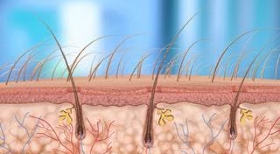 Đã tìm ra thuốc giúp chữa hói Đã tìm ra thuốc giúp chữa hói