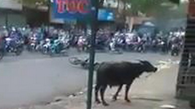 Trâu điên rượt đuổi người gây náo loạn ở Đồng Nai Con trâu điên đuổi người trên đường Biên Hòa sáng nay. Ảnh: Cắt từ Clip