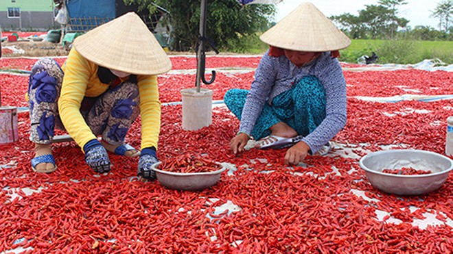 Giá ớt miền Tây giảm 10 lần, thương lái vẫn 'bặt tăm' Ớt trồng ở miền Tây chủ yếu xuất sang Trung Quốc, nhưng hiện thị trường này ngừng "ăn hàng" khiến sản phẩm của nông dân bí đầu ra. Ảnh: A.X
