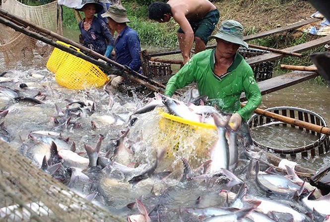 Cá tra xuất khẩu sang Mỹ sẽ được kiểm soát đặc biệt từ 1/9 Từ 1/9 tới, cá tra xuất đi Mỹ sẽ được kiểm soát đặc biệt.