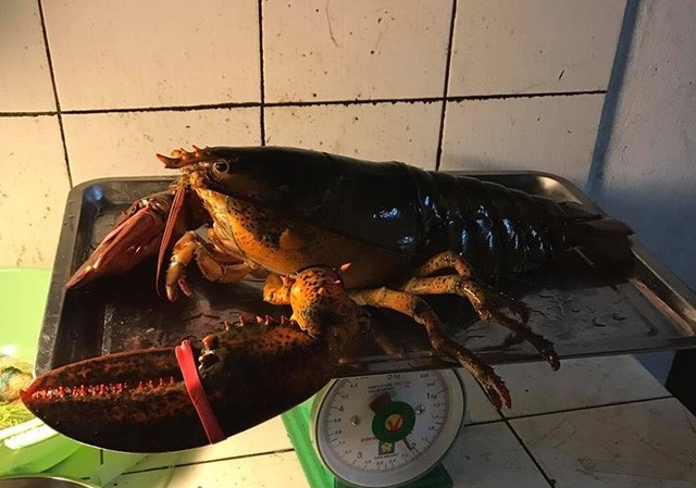 Người Hà Thành “săn” tôm khổng lồ nặng 5-6kg Một con tôm hùm có kích thước khá lớn tại cửa hàng chị Giang
