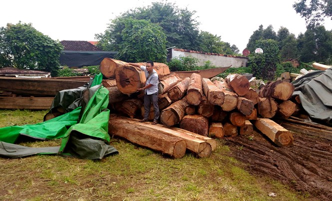 Chủ tịch Gia Lai lên tiếng vụ lâm tặc lao xe gỗ lậu vào nhà chức trách Số gỗ tang vật tại Hạt Kiểm lâm Ia Grai.
