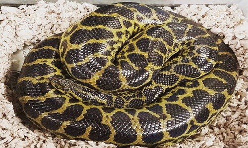 Trăn anaconda cuộn tròn trong phòng vệ sinh nhà dân Con trăn tìm thấy trong phòng vệ sinh căn hộ ở Virginia. Ảnh: Facebook.