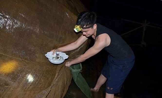 Giáo viên đêm đêm hóa thân làm ngư phủ bắt cá nuôi trò Gần chục năm nay, đêm nào thầy cô trường Tân Dân cũng bắt cá cải thiện bữa ăn cho học sinh.