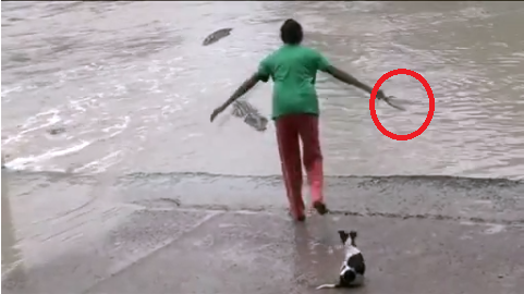 Người phụ nữ 'cả gan' cầm dép xỏ ngón đuổi... cá sấu Người phụ nữ đuổi cá sấu bằng dép xỏ ngón.
