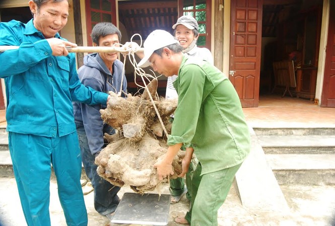 Kỳ thú củ khoai vạc rồng “khủng” của nông dân Nghệ An Phải 4 người nâng mới đưa được củ khoai vạc rồng “khủng” này lên cân.