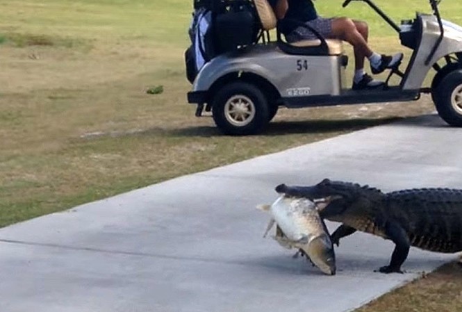 Cá sấu ngậm cá “khủng” lang thang trong khu chơi golf Cá sấu mang theo mồi đi bộ trong khu chơi golf.