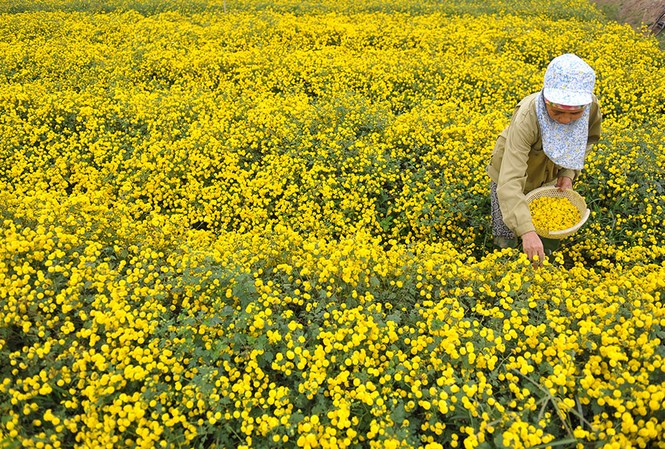 Vàng óng cánh đồng hoa 'tiến vua' làm thuốc ở Hưng Yên Vàng óng cánh đồng hoa 'tiến vua' làm thuốc ở Hưng Yên