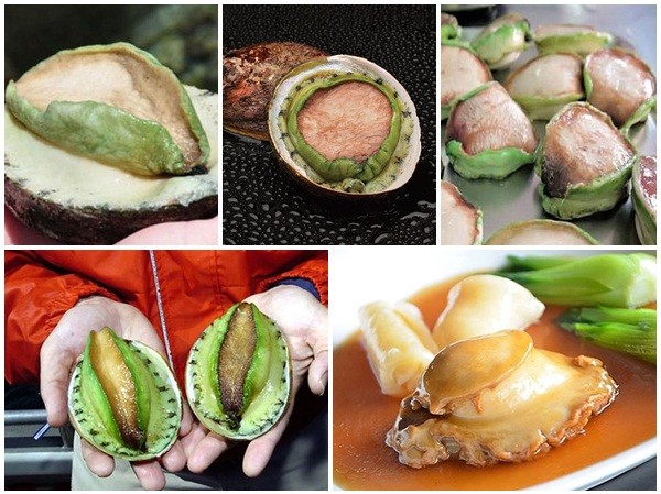 Bào ngư viền xanh nhập khẩu tiền triệu Bào ngư viền xanh nhập khẩu tiền triệu "hút" giới sành ăn