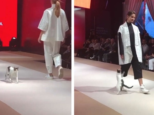Cô mèo “không mời mà đến” bước đi trên sàn “catwalk” và khiến cả thế giới bật cười! Cô mèo “không mời mà đến” bước đi trên sàn “catwalk” và khiến cả thế giới bật cười!