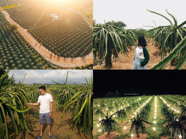 Ngất ngây với Ngất ngây với "vương quốc" thanh long ở Bình Thuận: Nơi "sống ảo" mới đẹp như tranh vẽ